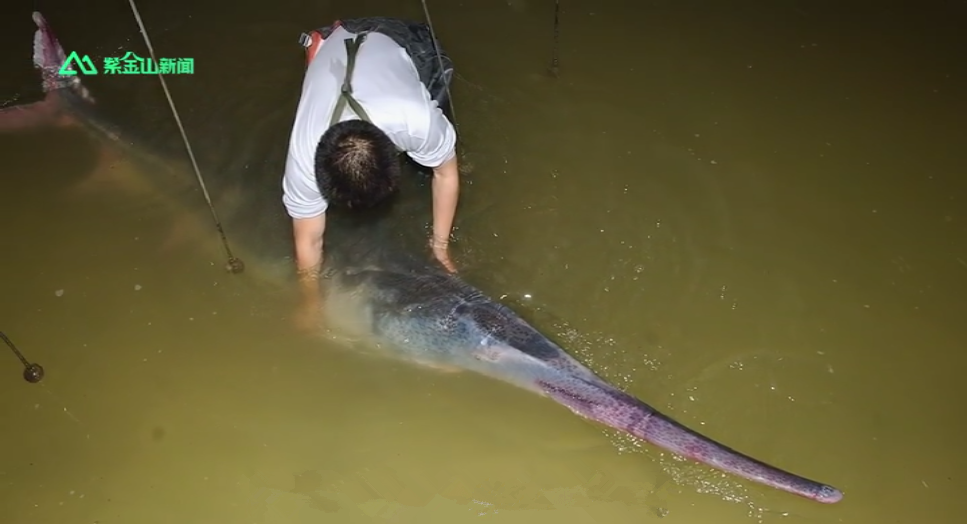 再见，长江白鲟！