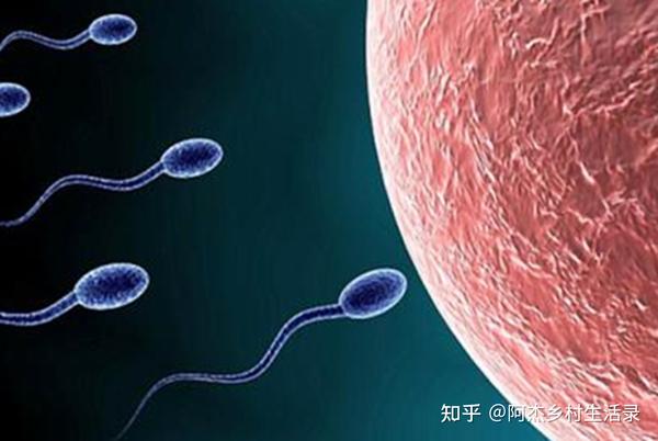 广州试管代孕: 助您圆梦生育之路 (广州试管代妈)