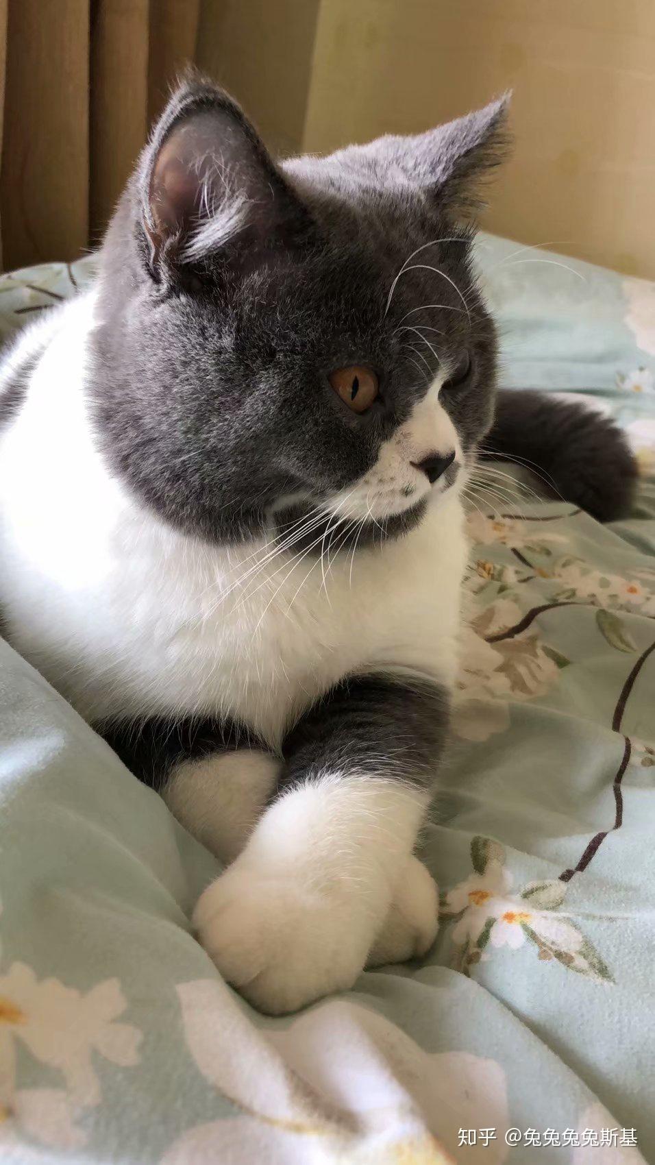 英短尴尬期和成年的变化有多大