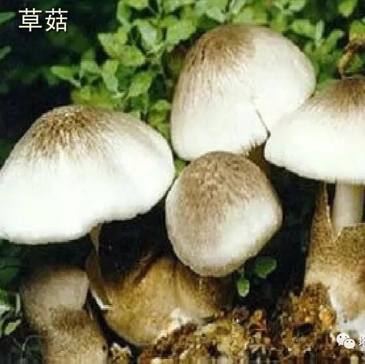 【真菌界全系列-36】伞菌目—光柄菇科 - 知乎