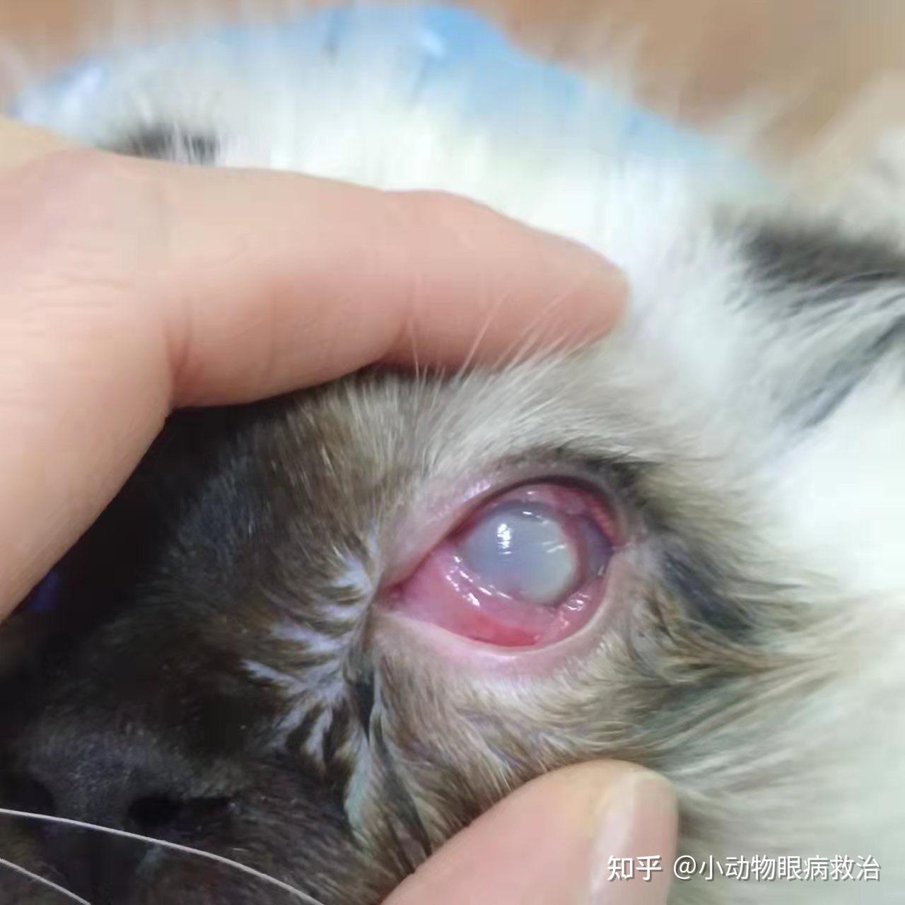 布偶猫角膜溃疡➕角膜溶解痊愈了 - 知乎