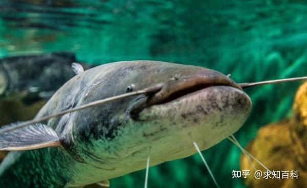 千年难得一遇的诡异生物，从神话变成现实？一个比一个传奇 - 知乎