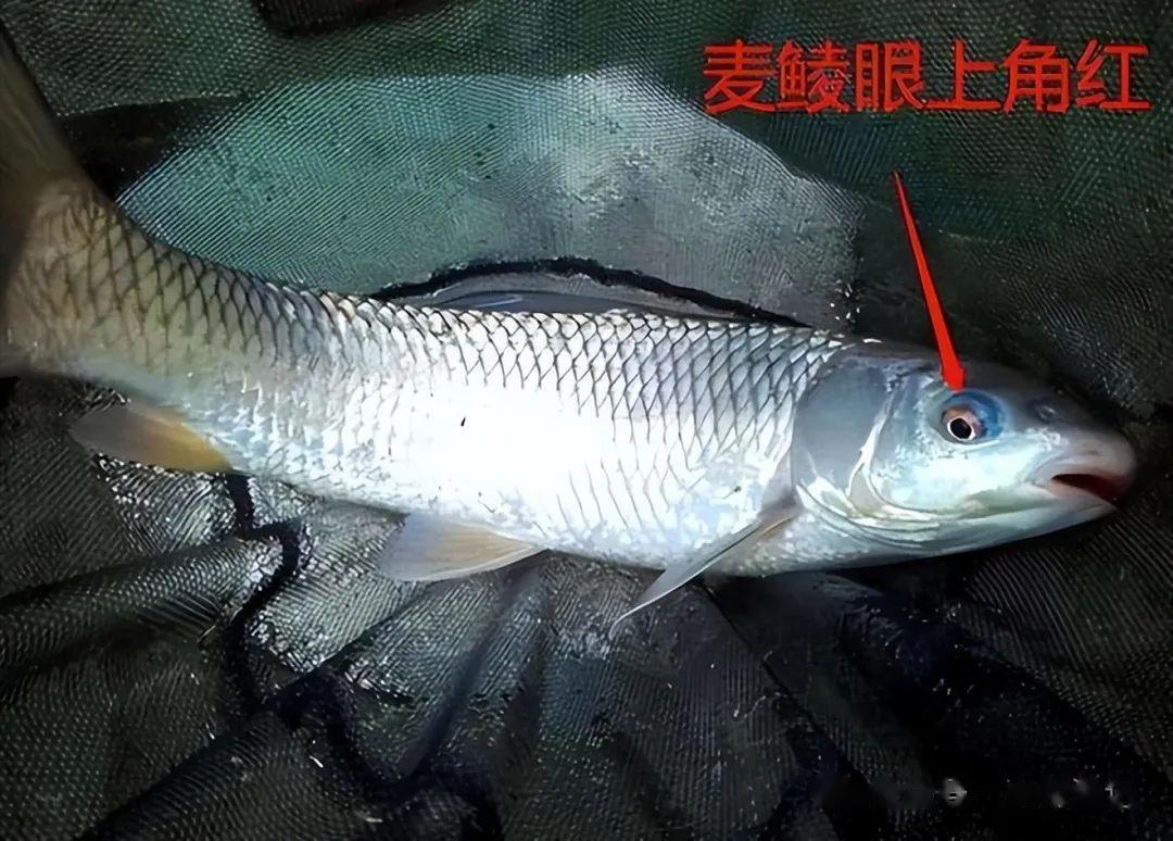 广西男子爆连"小草鱼",想放生却被网友劝阻:放心吃 - 