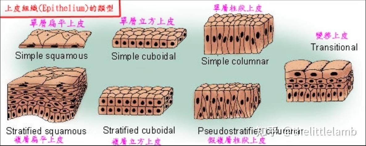人体结构与功能2-上皮组织 - 知乎