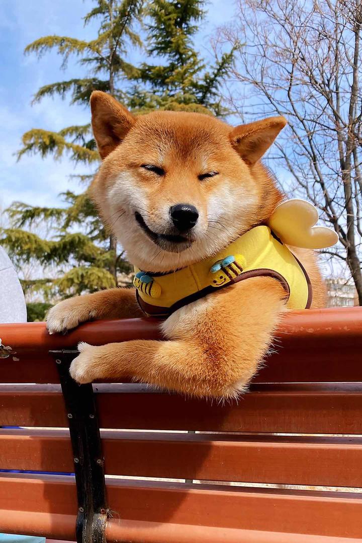 狗狗繁殖那些羞羞事儿孕前篇 知乎