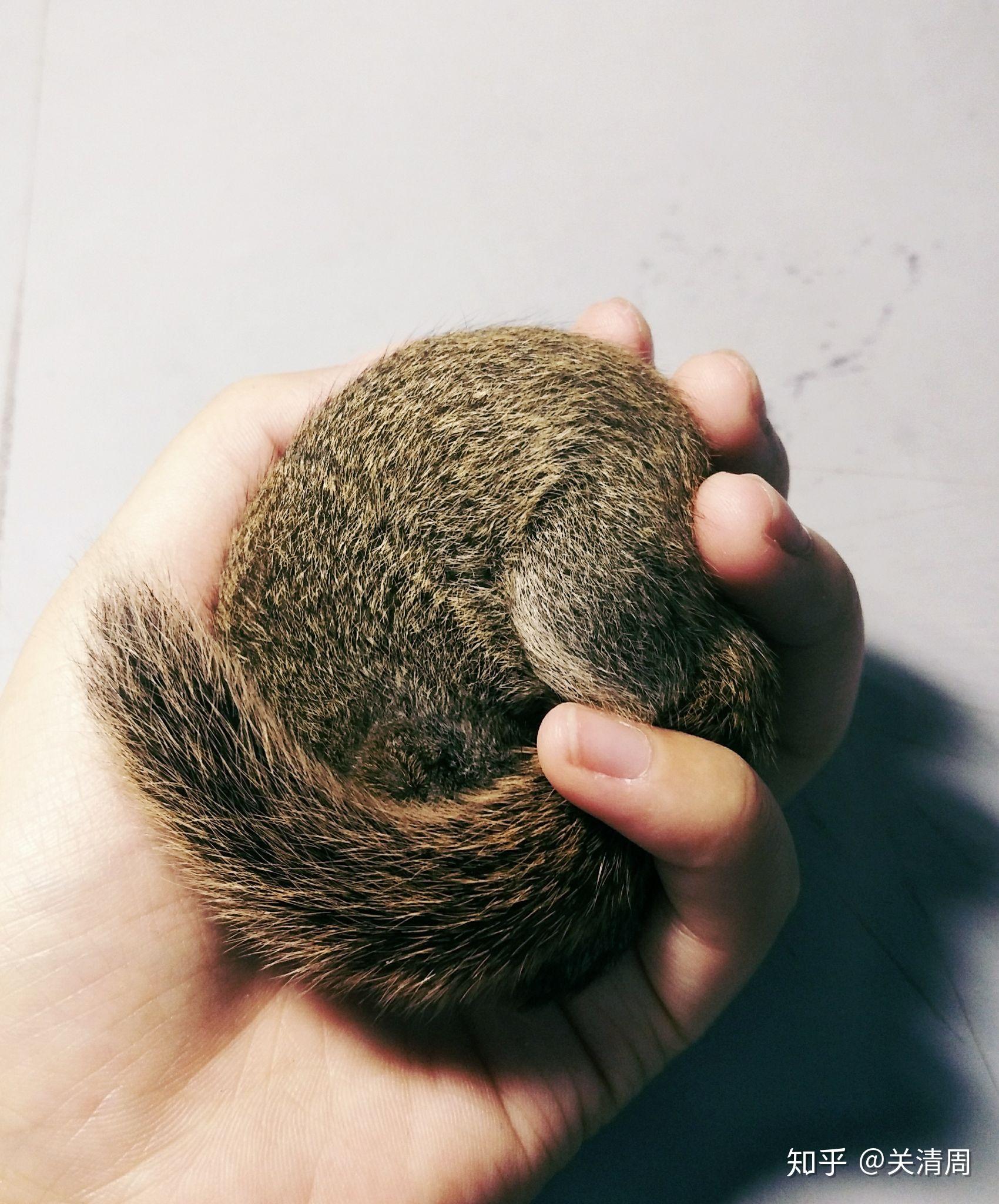 金丝熊 花枝鼠 仓鼠 金花松鼠 哪一个养起来比较亲人 温顺 味道不大