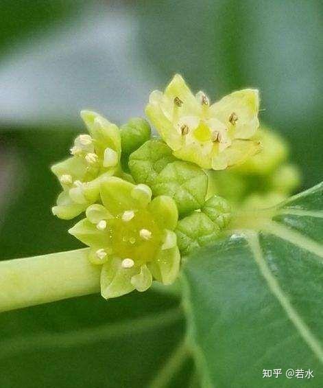 噗簌之间酿新蜜 枣花 - 知乎