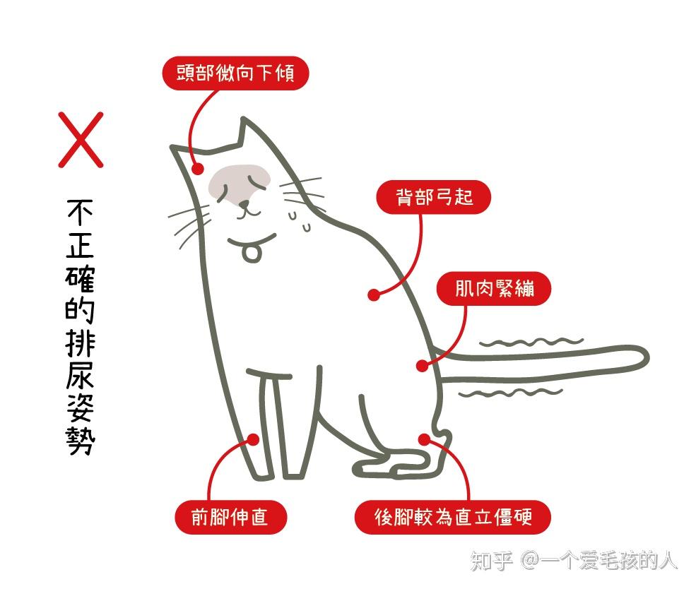 从如厕姿势观察猫咪是否患有下泌尿道疾病