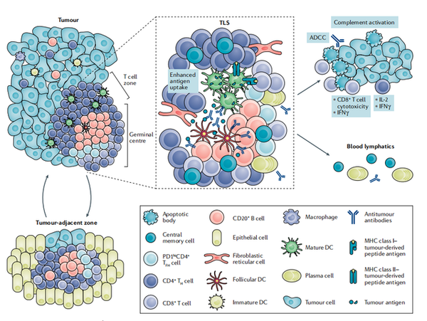 三级淋巴结构在肿瘤微环境中的作用 - 知乎
