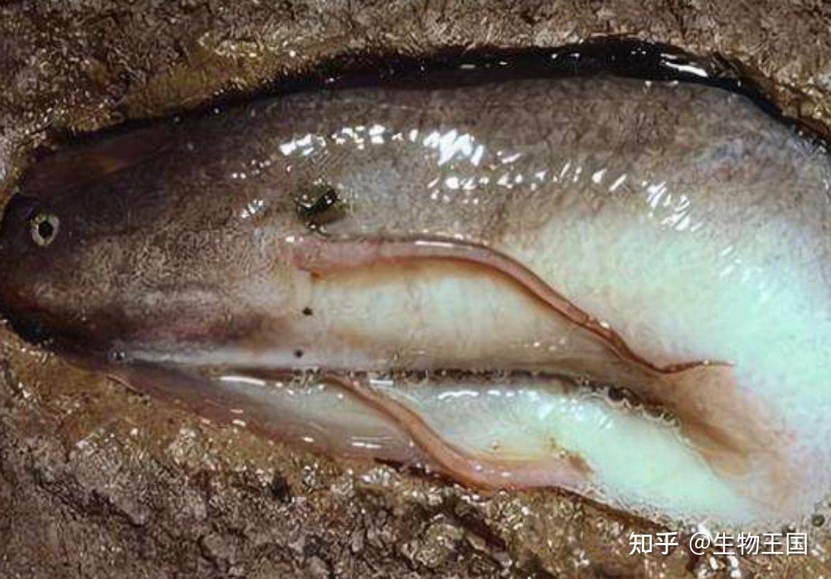 用肺呼吸的鱼:肺鱼