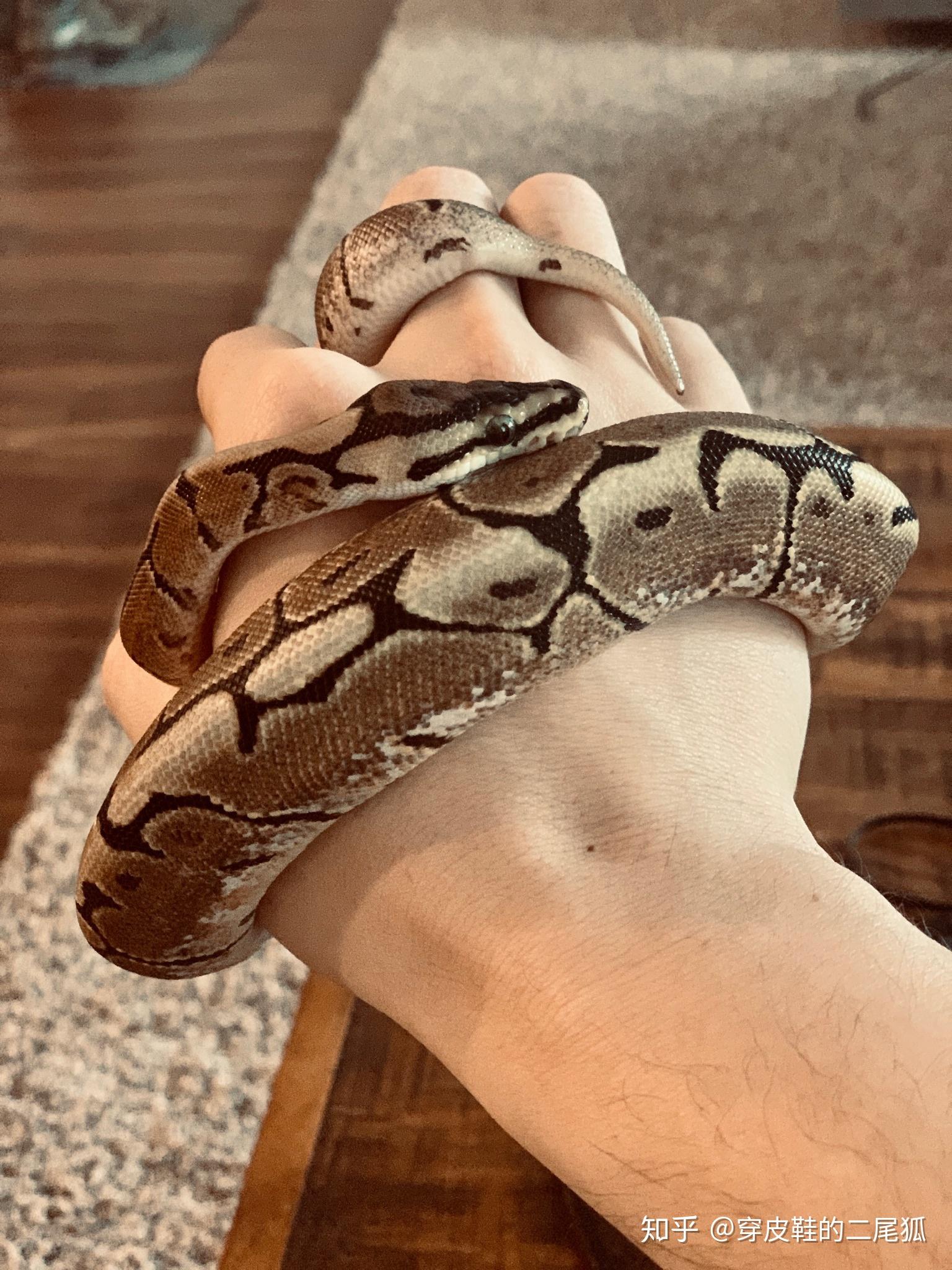 养一条球蟒是一种怎样的体验? - 知乎