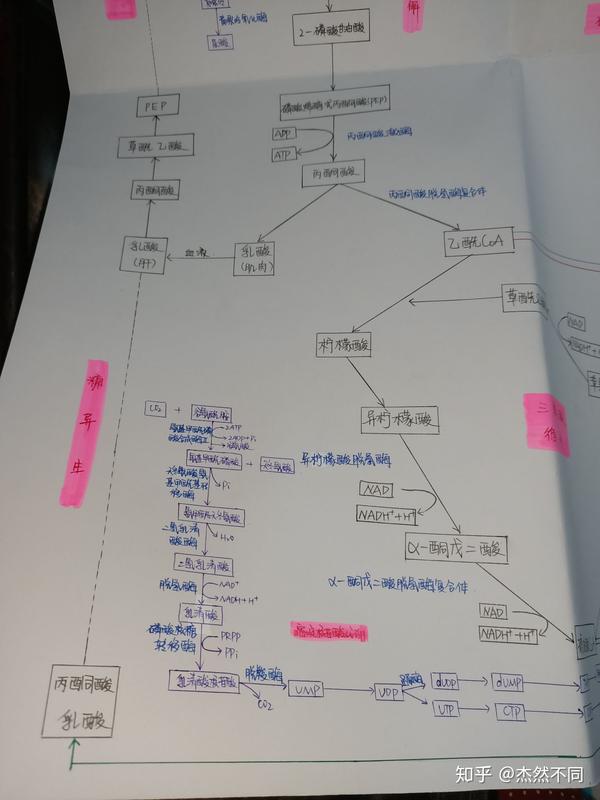 生化代谢图 - 知乎