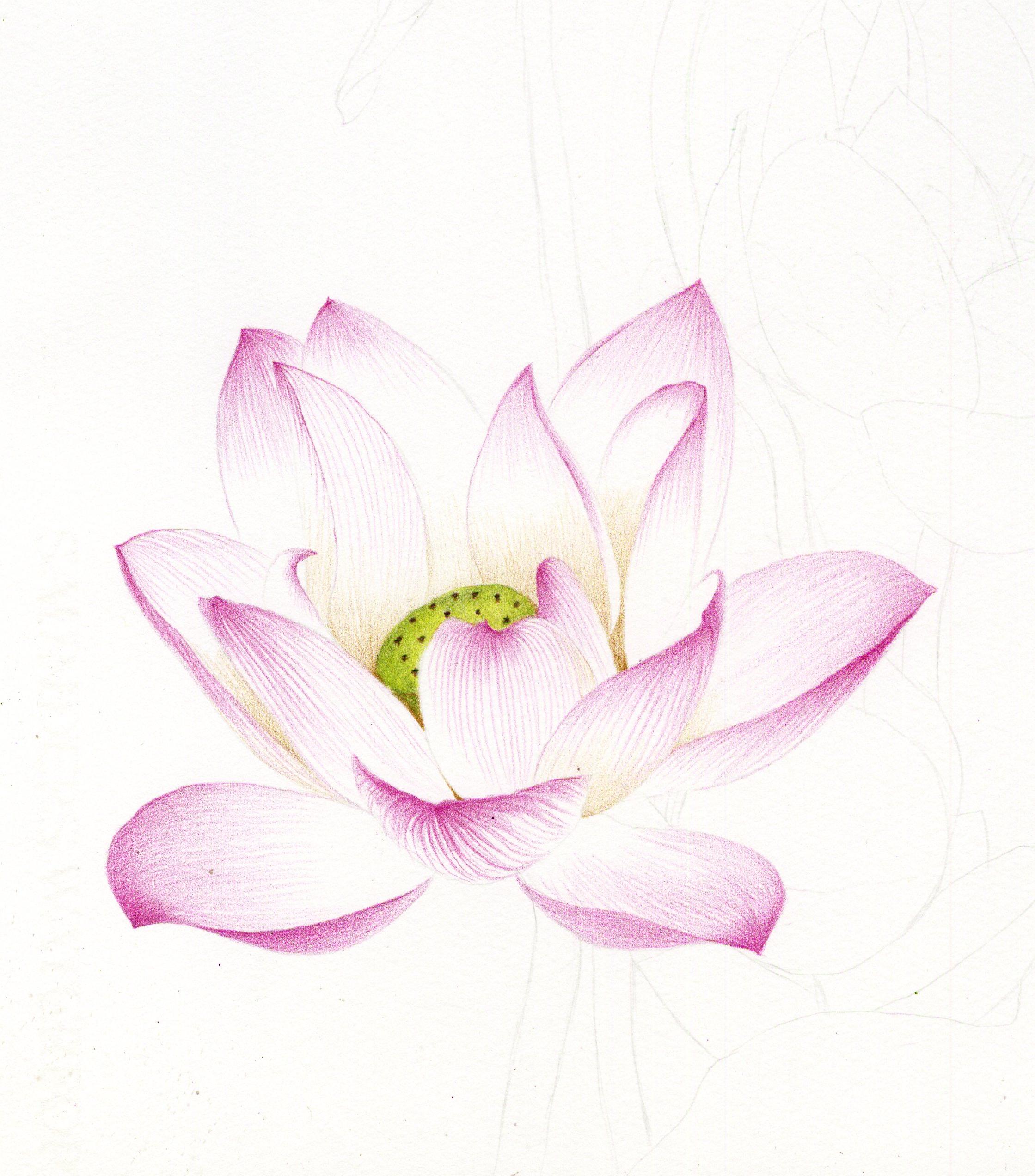 【荷花蜻蜓】教程——图文版