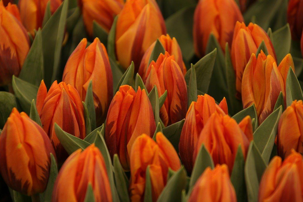 花卉高清无水印图片(横屏)20200315