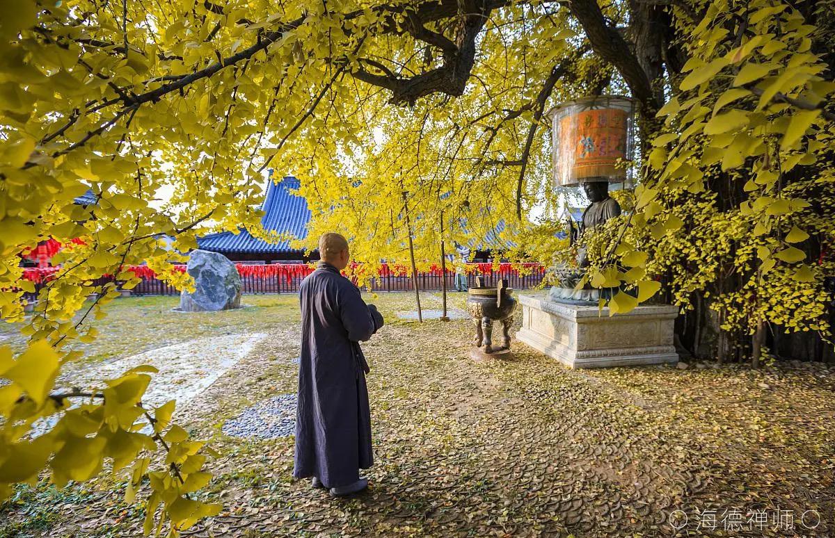 海德禅师简介图片