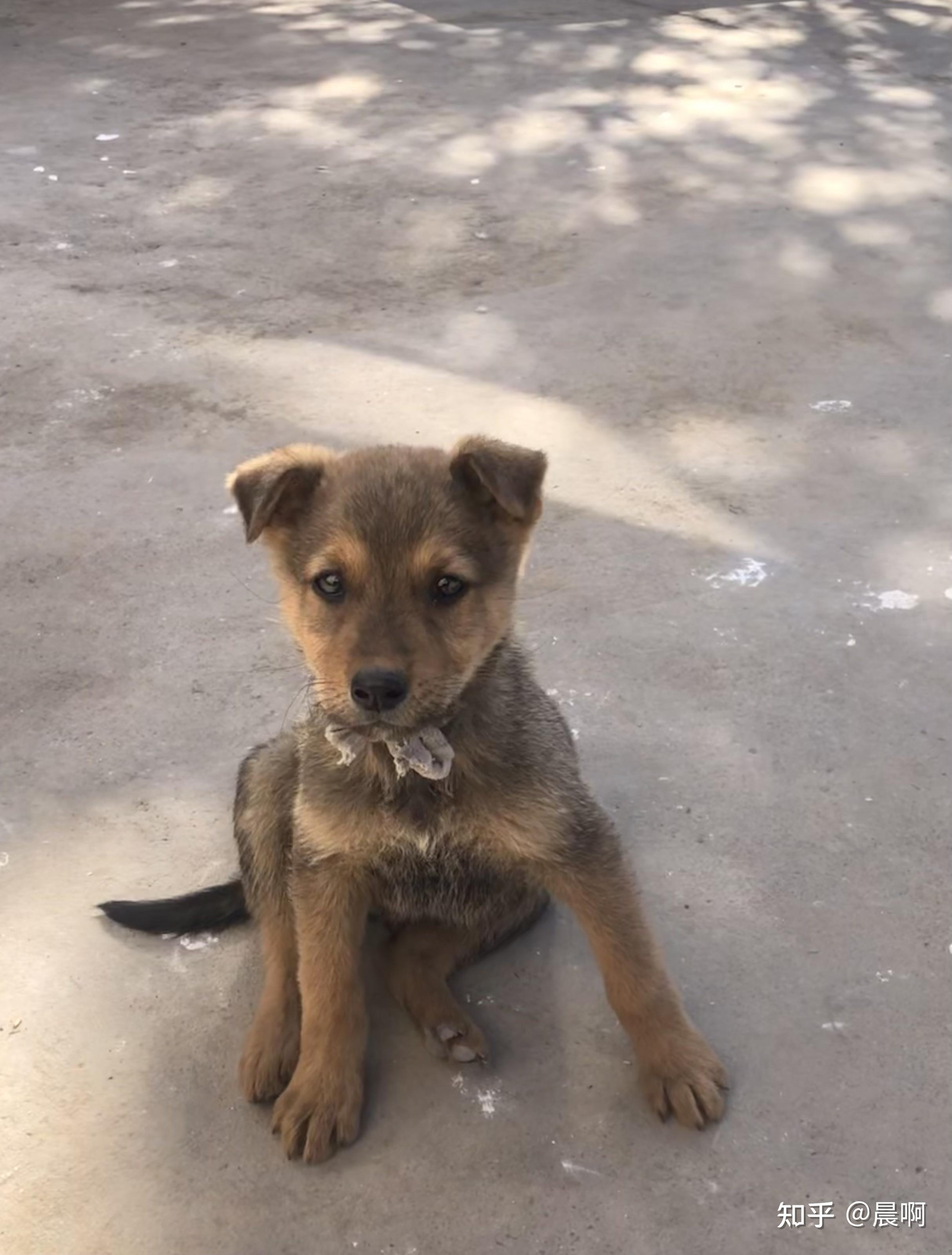 20211125我的狗狗初七