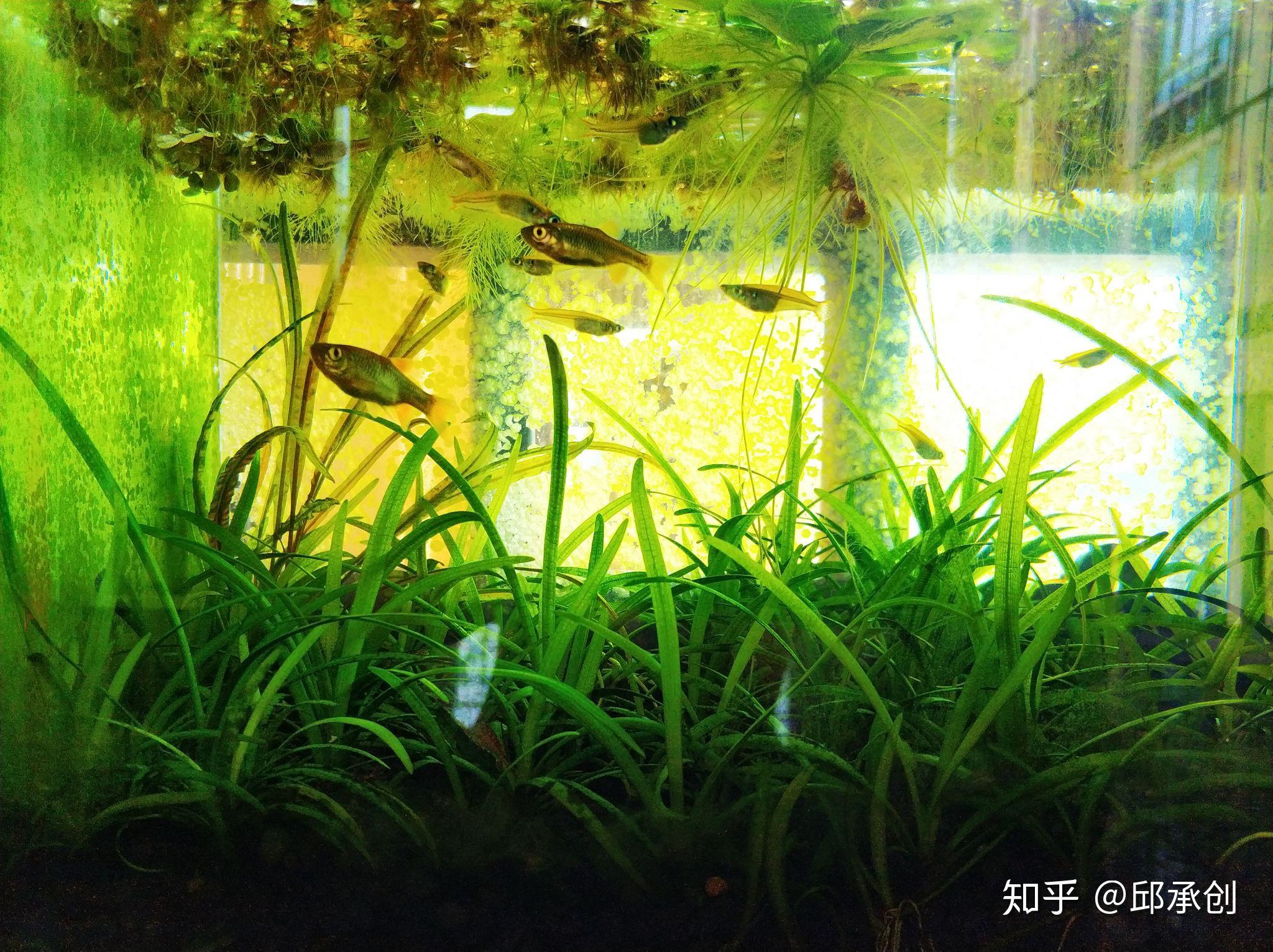 草缸适合养什么鱼?