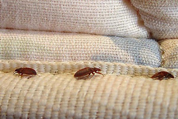 有害生物防制家里有臭虫该怎么消灭