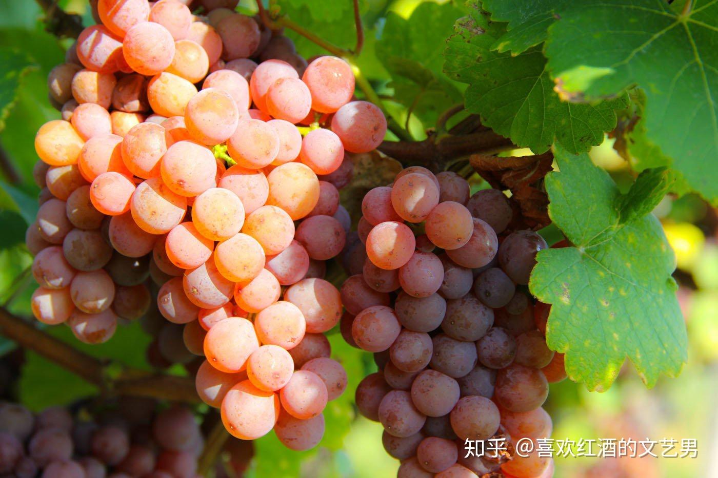 甜白葡萄酒果香味浓郁的有什么推荐