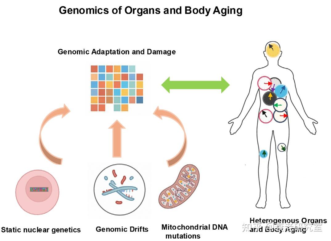 Aging Cell揭示:器官与整体衰老的异质性! - 知乎