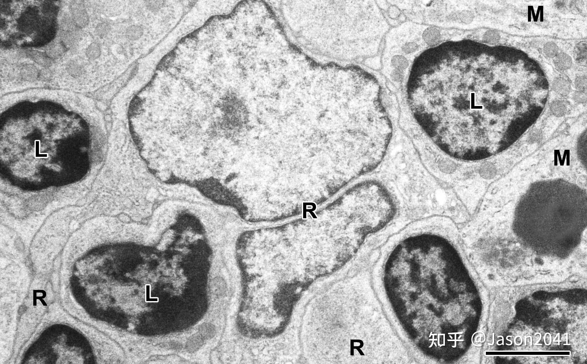 脾的组织结构 - 知乎