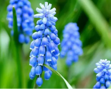 家居水生植物有哪些 南昌苹果装饰公司 知乎