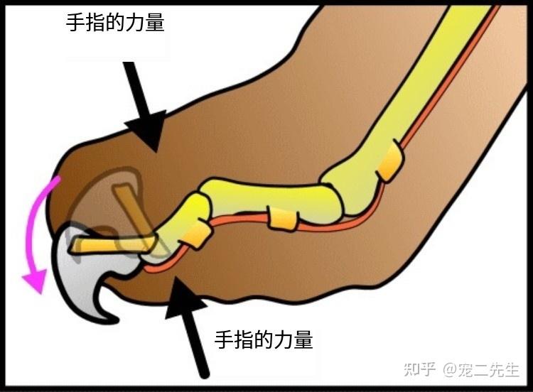 猫爪子结构图图片