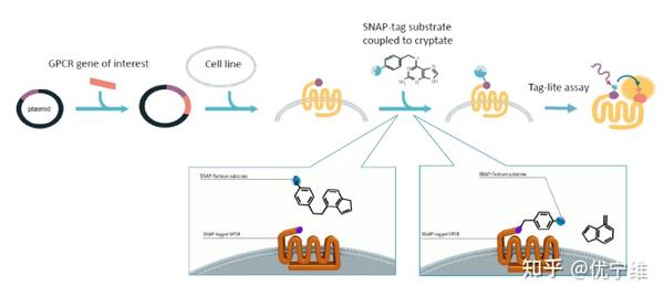 PerkinElmer GPCR β-arrestin等新品来袭！为您的GPCR研究提供更加全面的帮助！ - 知乎