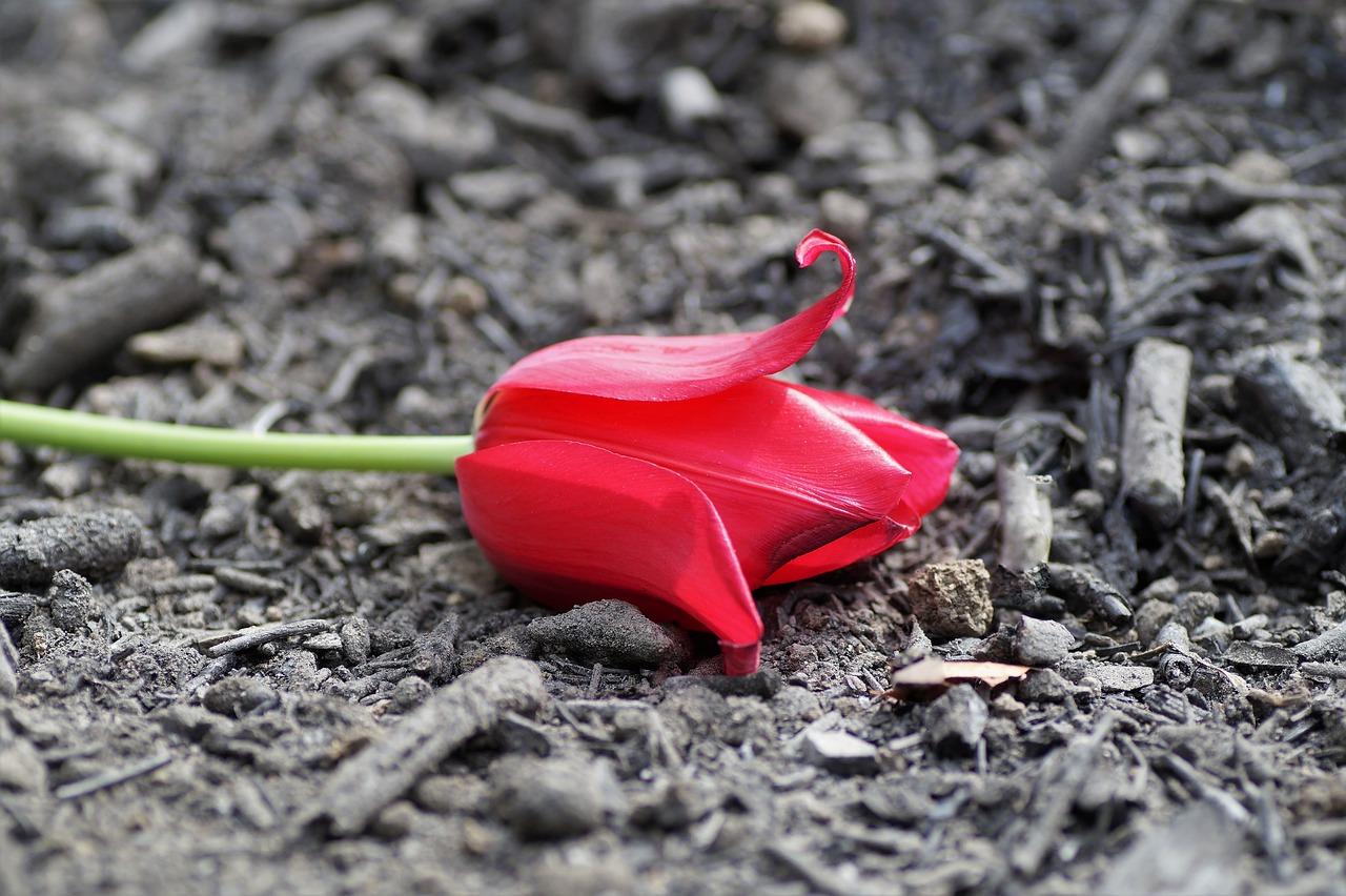 3. 焦痕恢复指南