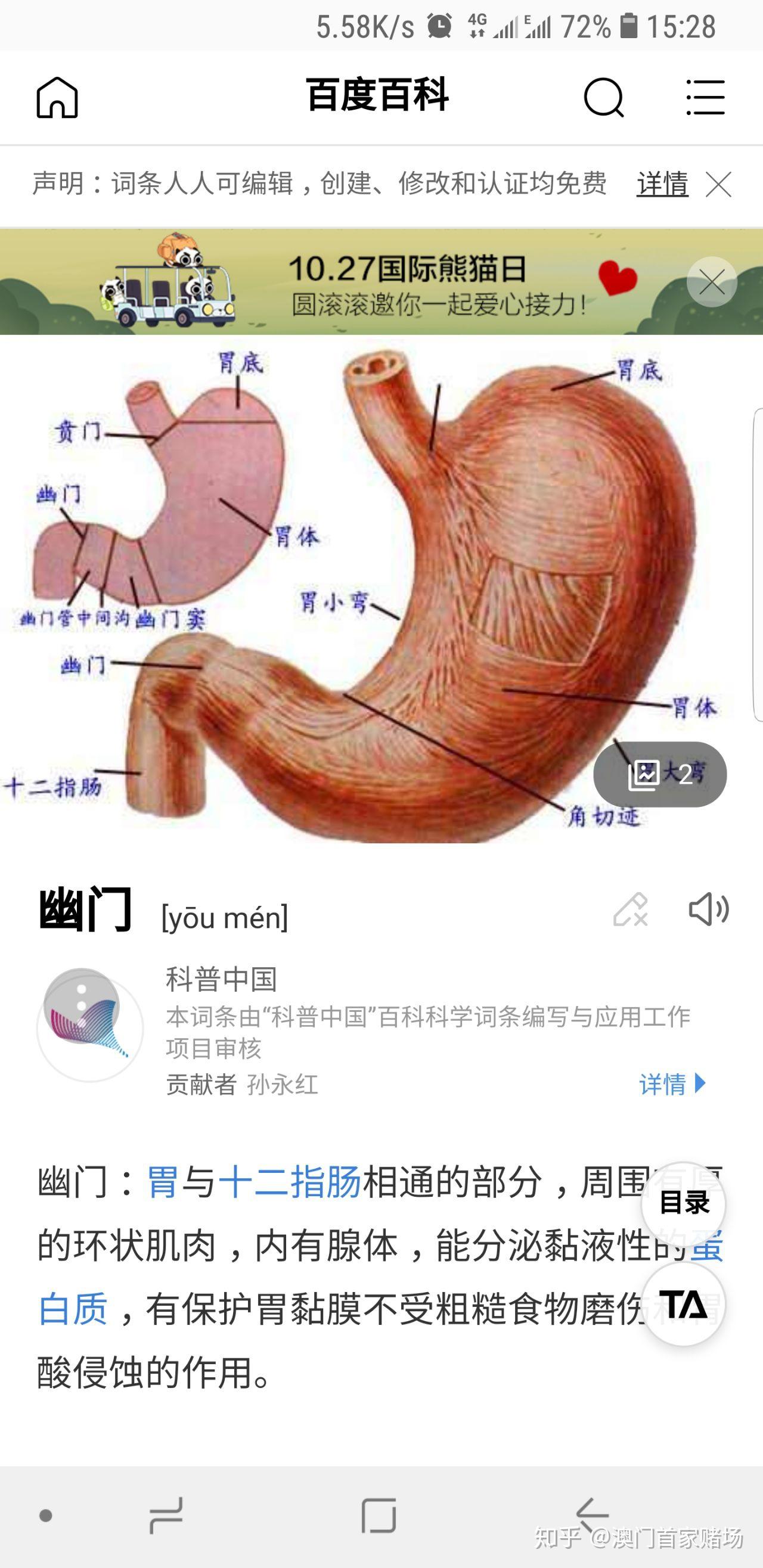 胃的幽门口的位置图图片