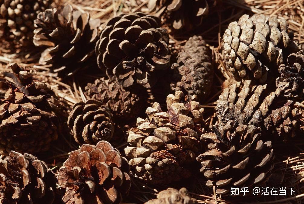 松果和橡果是一个东西吗? - 知乎