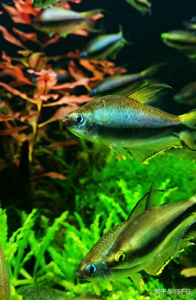 常见观赏水族之帝王灯鱼