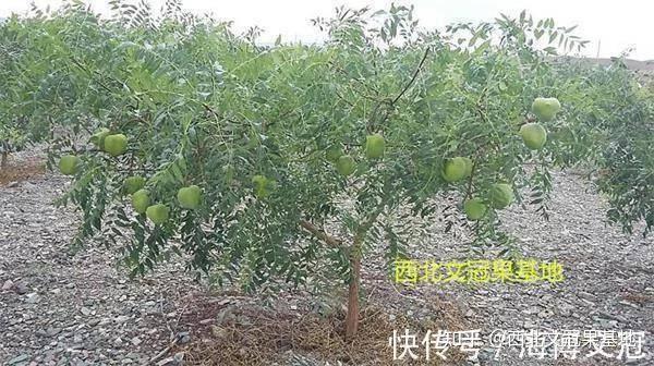 影响世界的中国植物——文冠果 - 知乎
