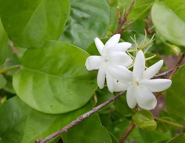 目前世上最香的茉莉花当属笔尖单瓣茉莉花,叶色青翠欲滴,花朵洁白