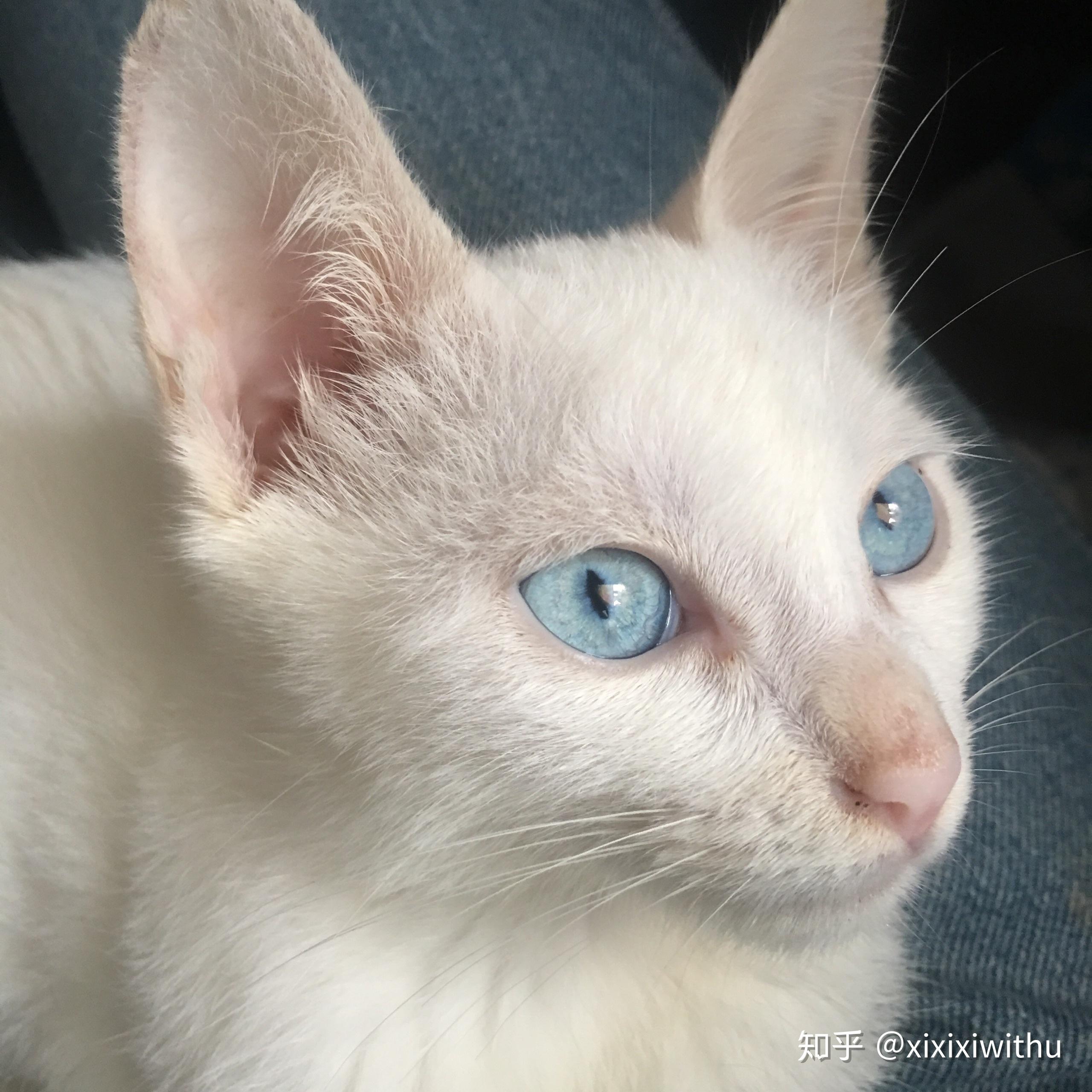 英短蓝猫为什么会发黑 - 知乎