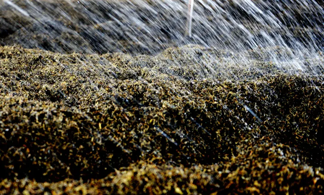 为什么说普洱茶离不开这些菌