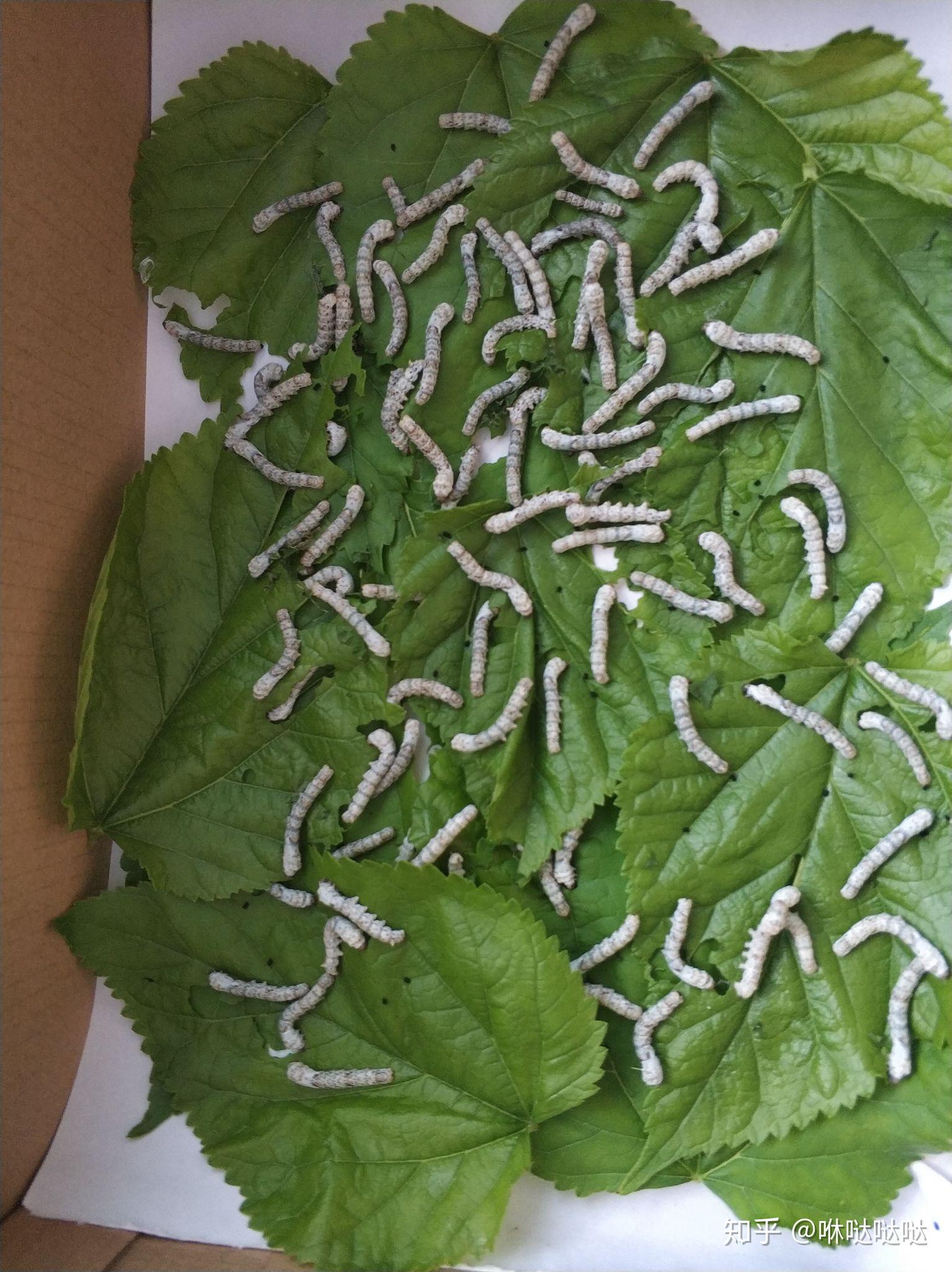 一龄的蚕宝宝不吃桑叶都把头抬着怎么回事?