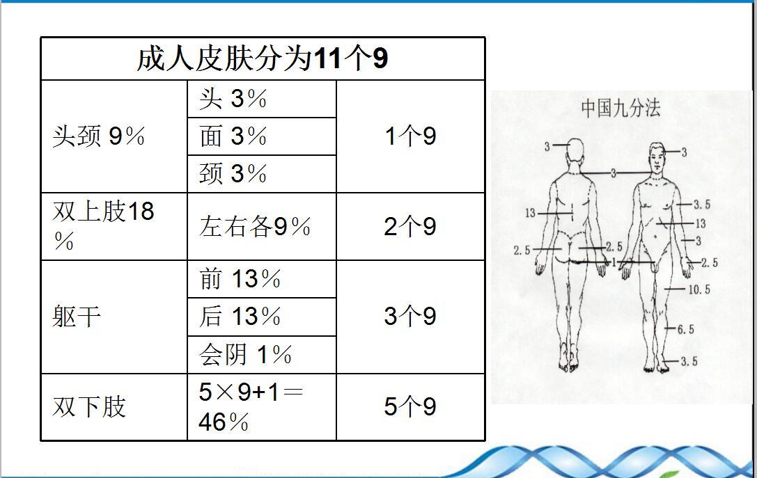 烧伤面积 估算图片