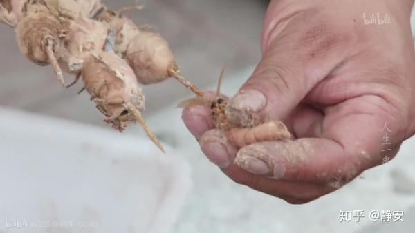 如何评价bilibili纪录片《人生一串》?