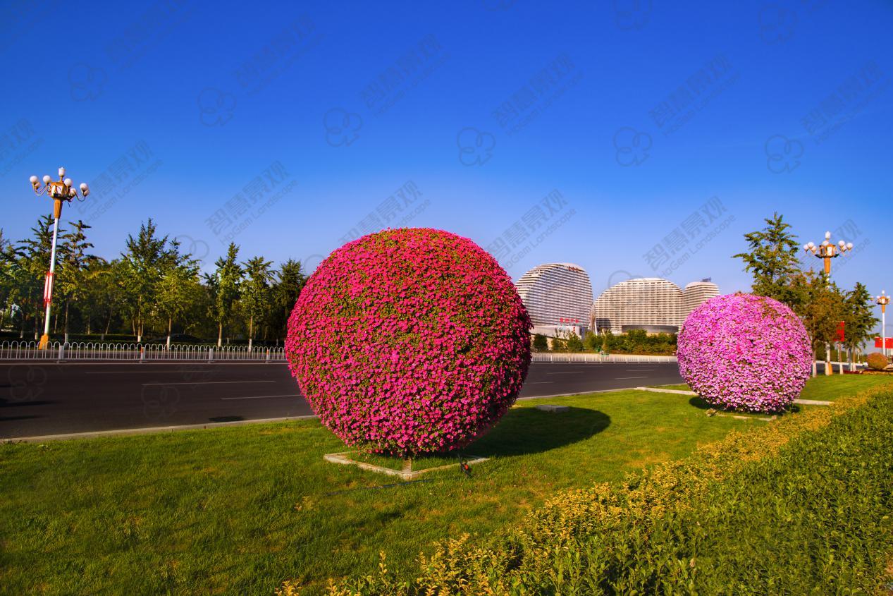 高颜值景观花球现身这些城市又是一道亮丽风景