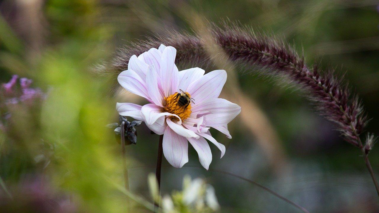 2. 扦插繁殖技巧