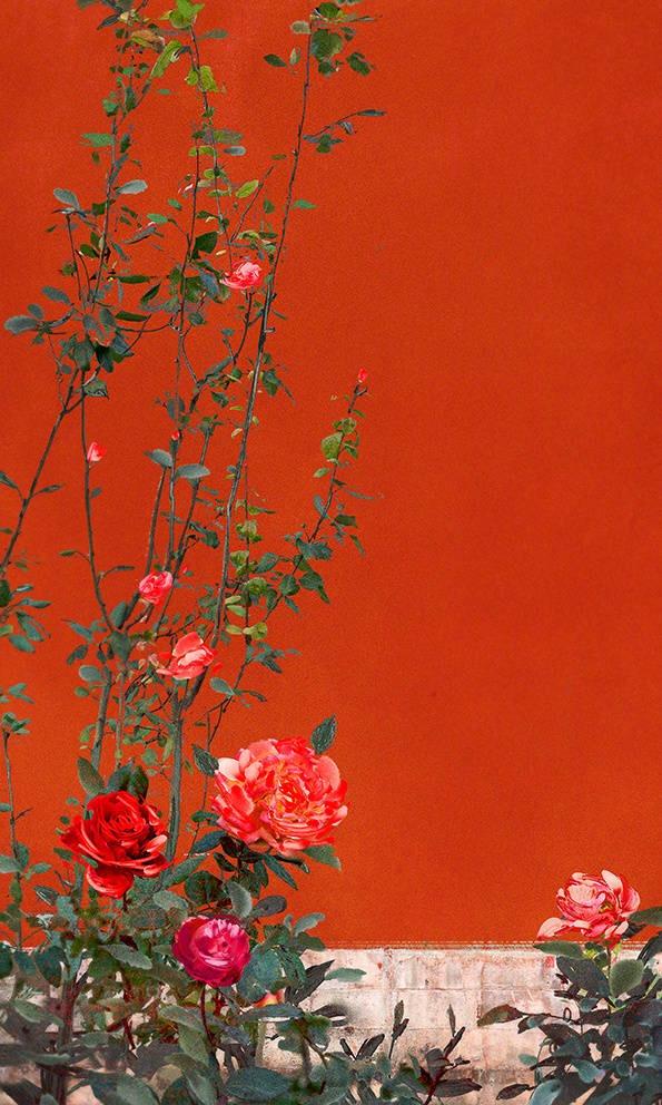 有没有超好看的红色壁纸