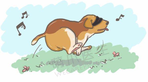 宠物失明后 还能正常生活吗 知乎