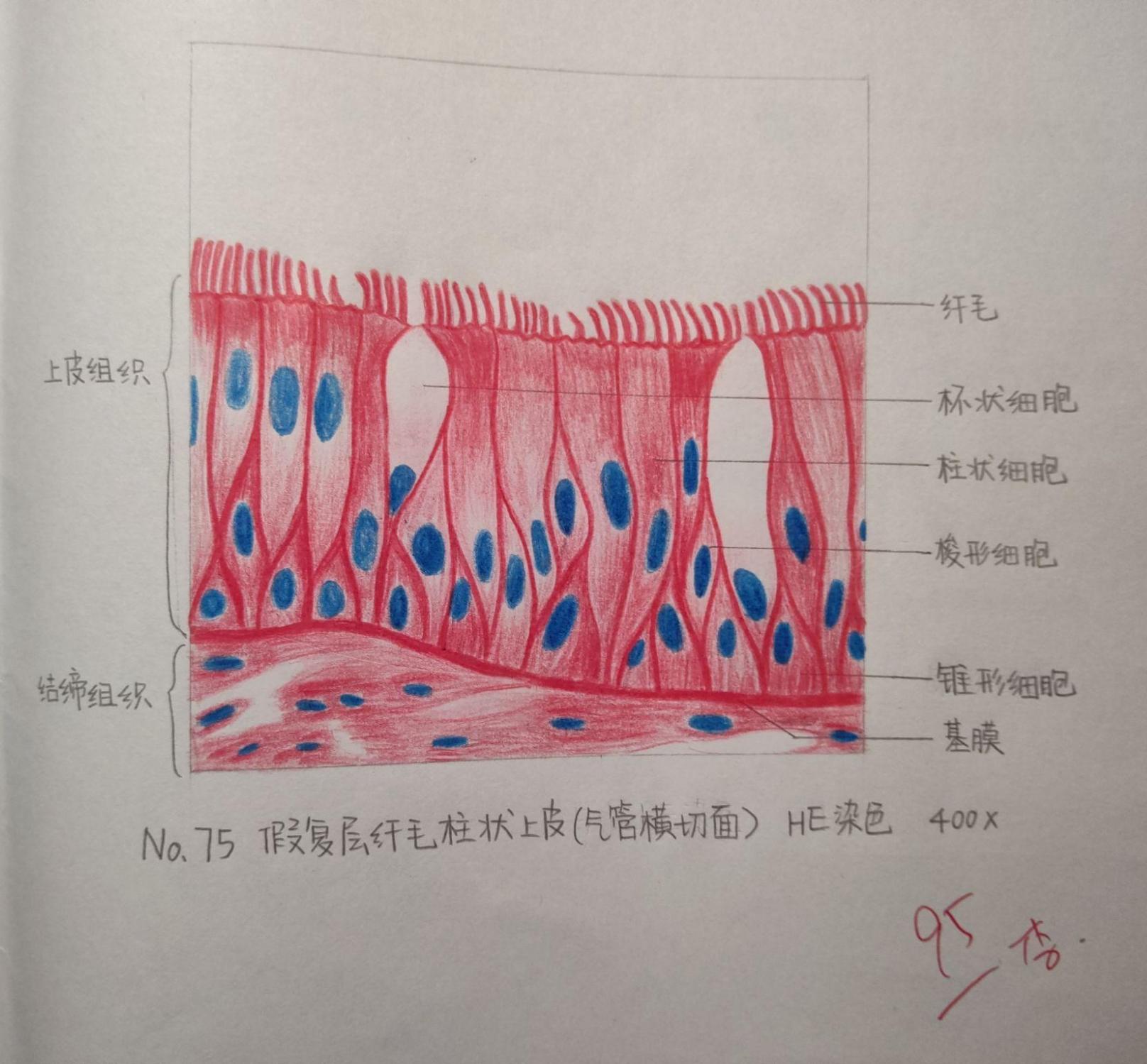 复层扁平上皮细胞绘图图片