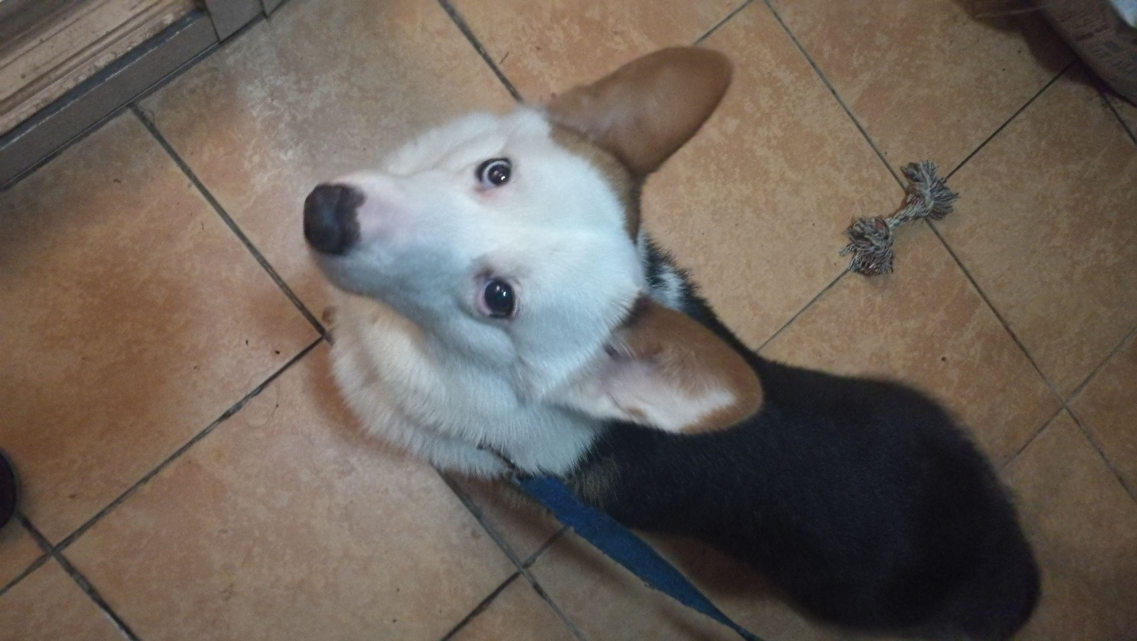 三色鸳鸯眼柯基要多少钱