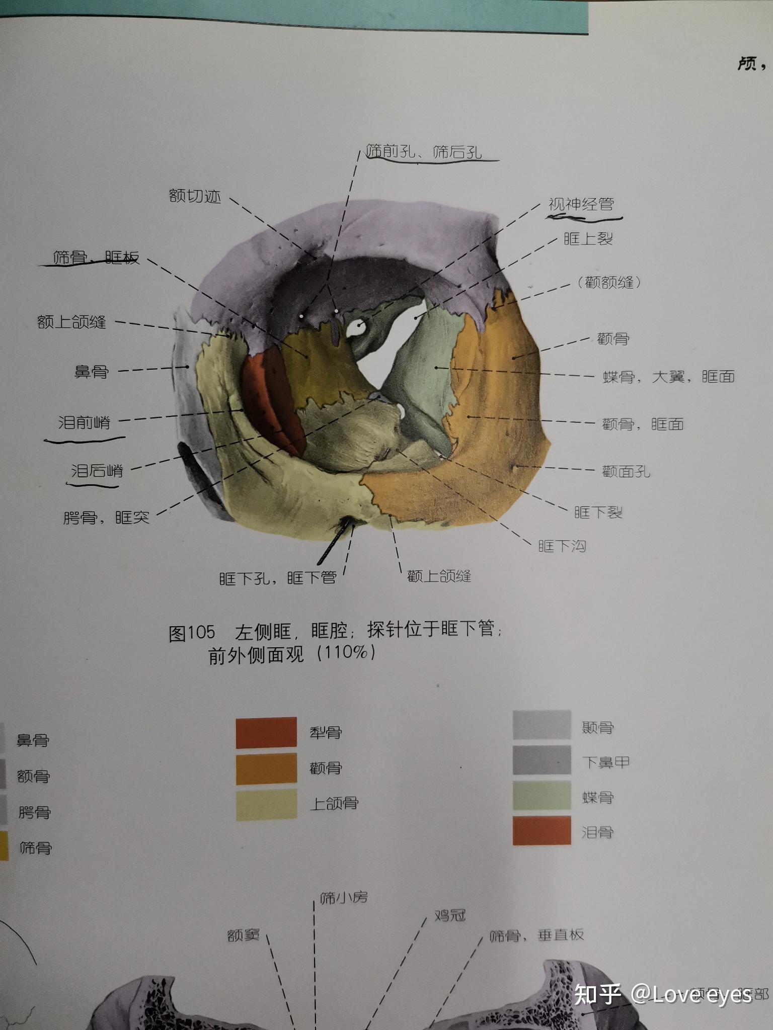 解剖上的眶底是哪里