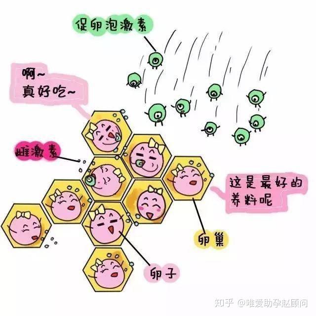 雌激素低怎么补救?