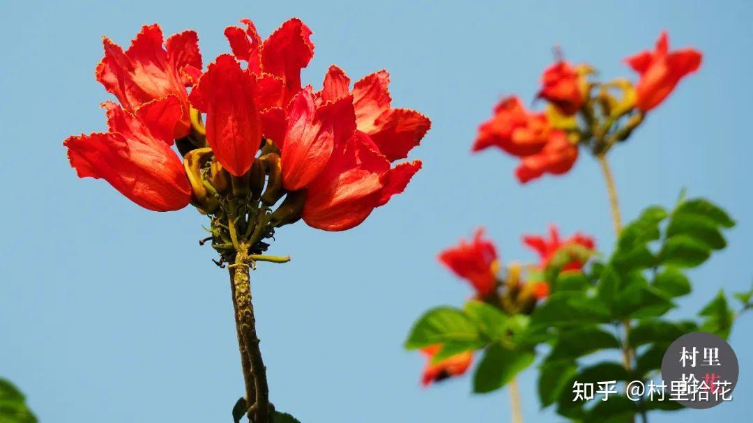 「火焰树」花开如其名，结种像杀鱼！ - 知乎