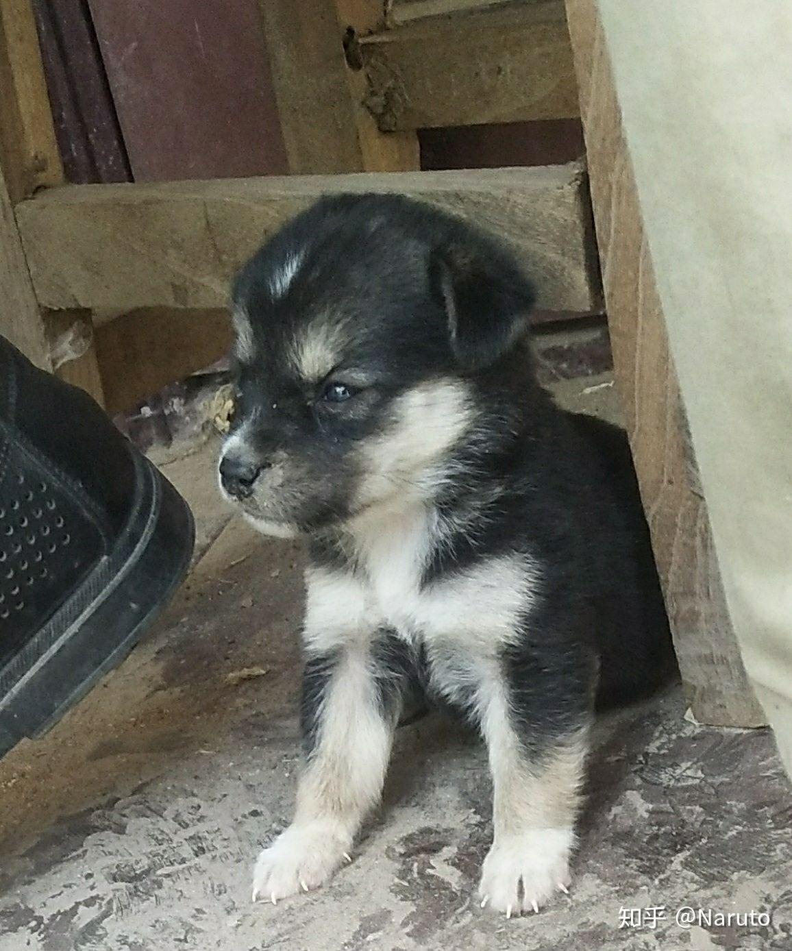 为什么黑犬四爪白尾巴有白毛都说不吉利,边境也是这样毛色却没有人说