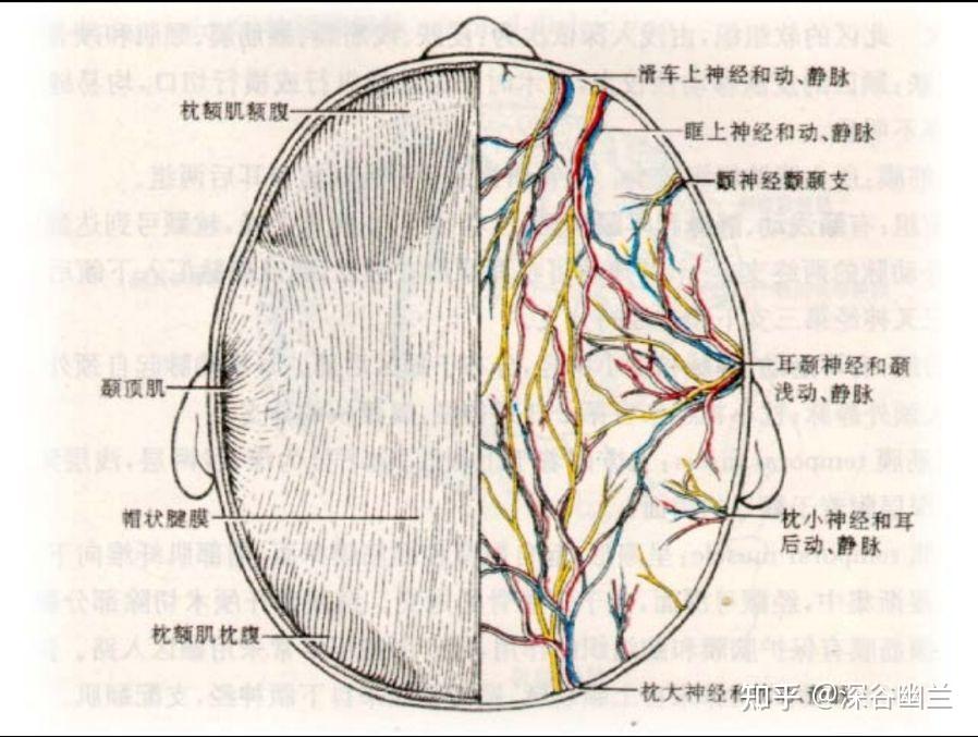 眶上神经定位图片